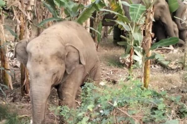 Two elephant herds causing panic among people of Parvatipuram-Manyam district of Andhra Pradesh newsthirst.