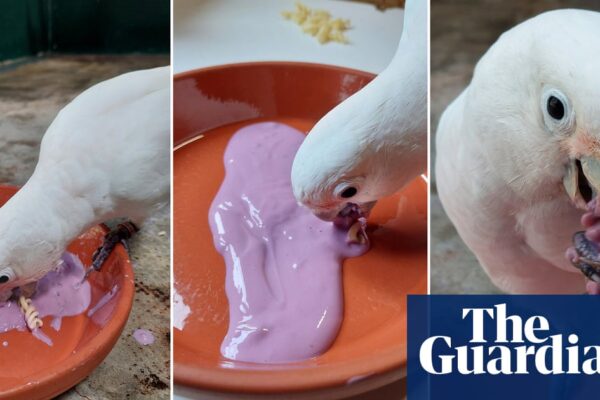 Cockatoos show appetite for dips when eating bland food, find scientists | Birds newsthirst.