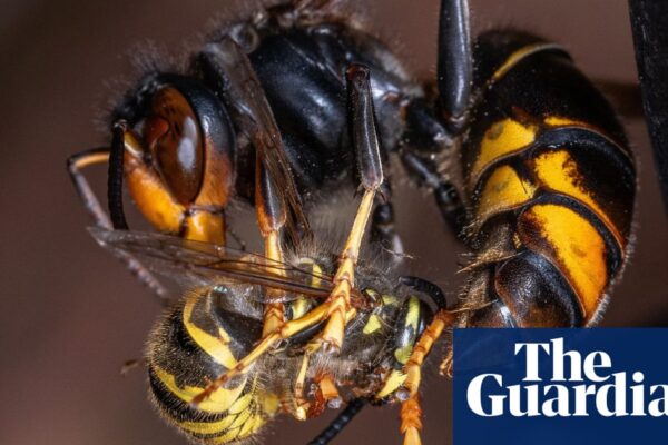 Invasive Asian hornets ‘preying on’ hundreds of native insect species in Europe | Invasive species newsthirst.