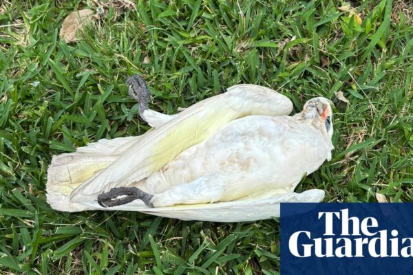 ‘Heartbreaking’: poisoning suspected after mass deaths of more than 150 little corellas in Newcastle | Australia news newsthirst.