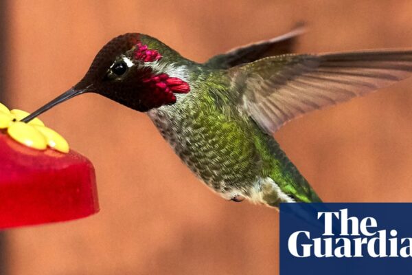 California hummingbird beaks transformed by feeders: ‘more tapered and longer’ | Birds newsthirst.